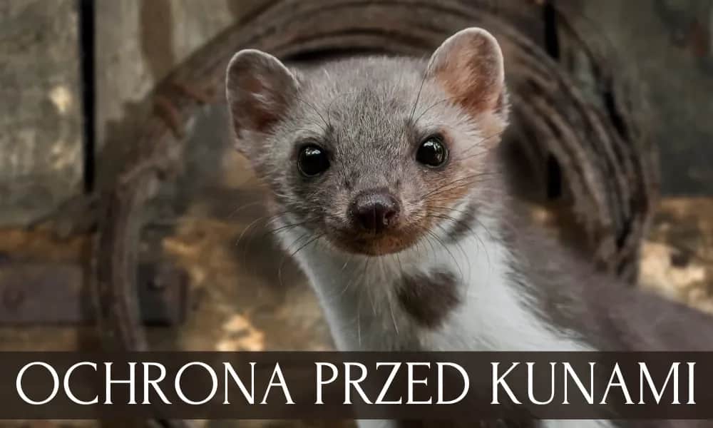 Czy kuna wejdzie do domu przez okno? Oto jak się przed tym chronić